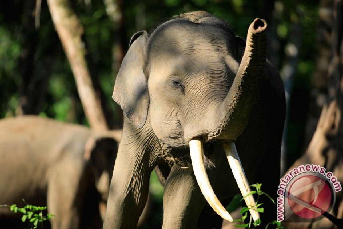 Kawan gajah rusak perkebunan warga