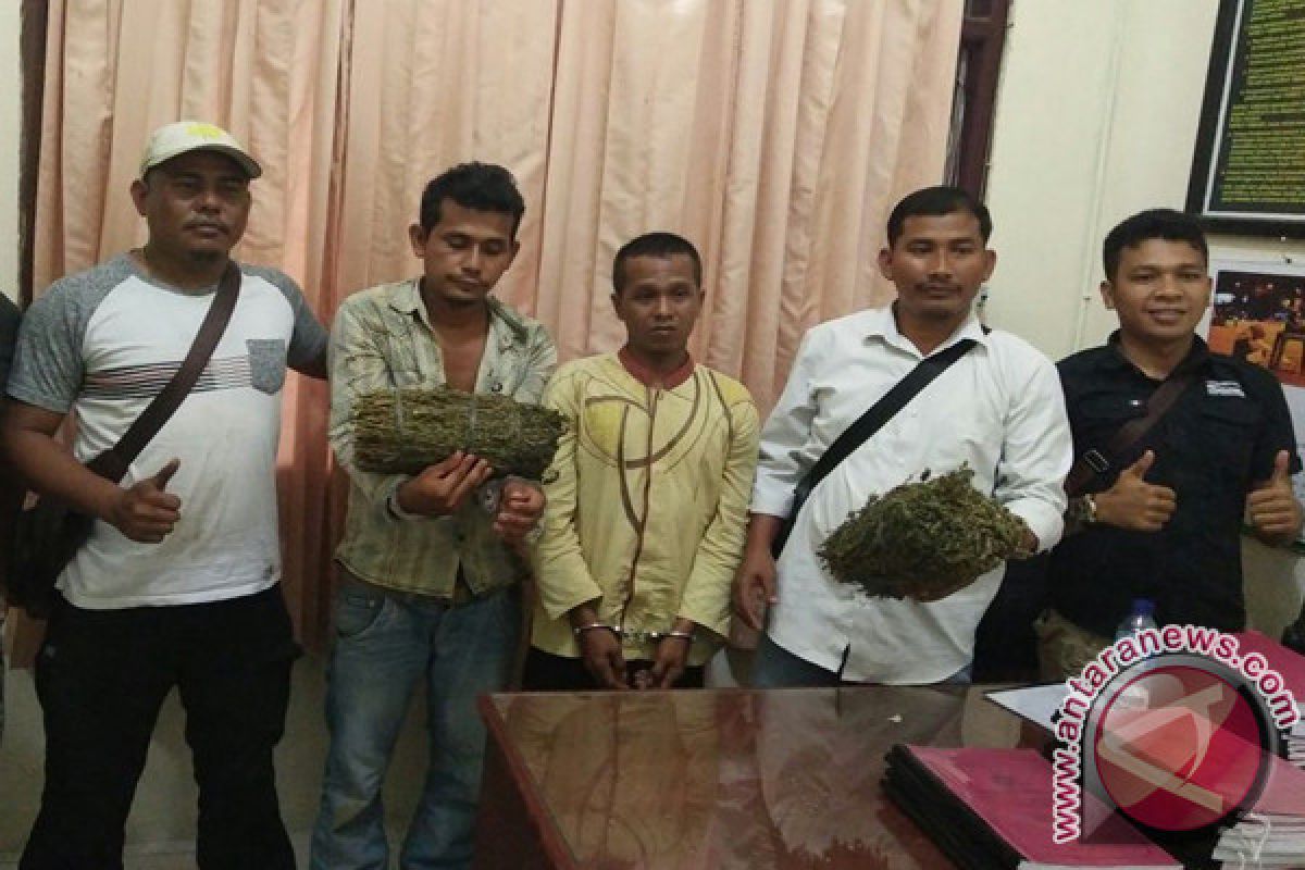 Polisi Singkil tangkap petani bawa ganja