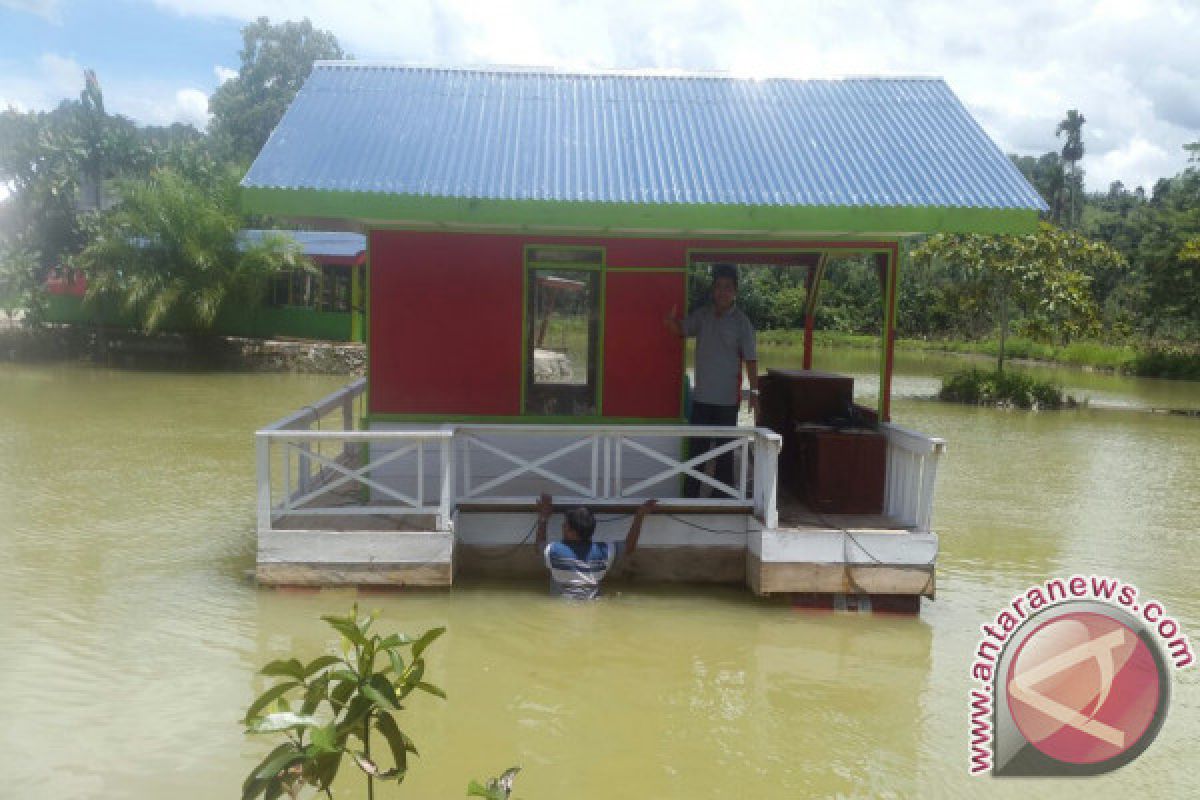 50 Ribu Ikan Hanyut Saat Banjir Landa Pasaman Barat