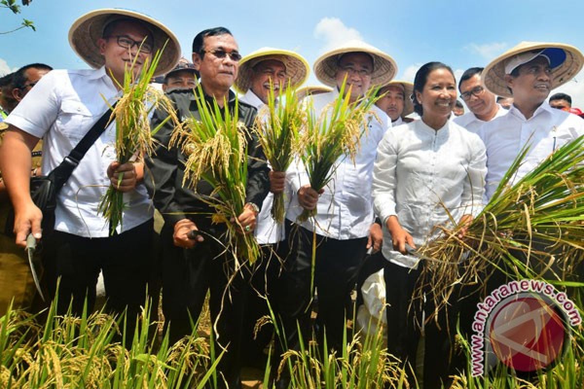 Mentan luncurkan asuransi sawah dan sapi hindarkan petani dari kerugian