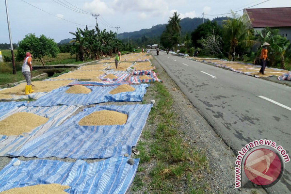 Petani Parimo  Menjemur Gabah Di Jalan 