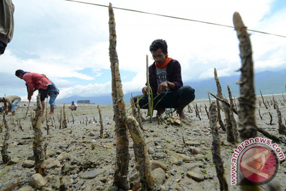 Pasca tsunami, Pemkot  tanam 1.000 bibit mangrove di Teluk Palu