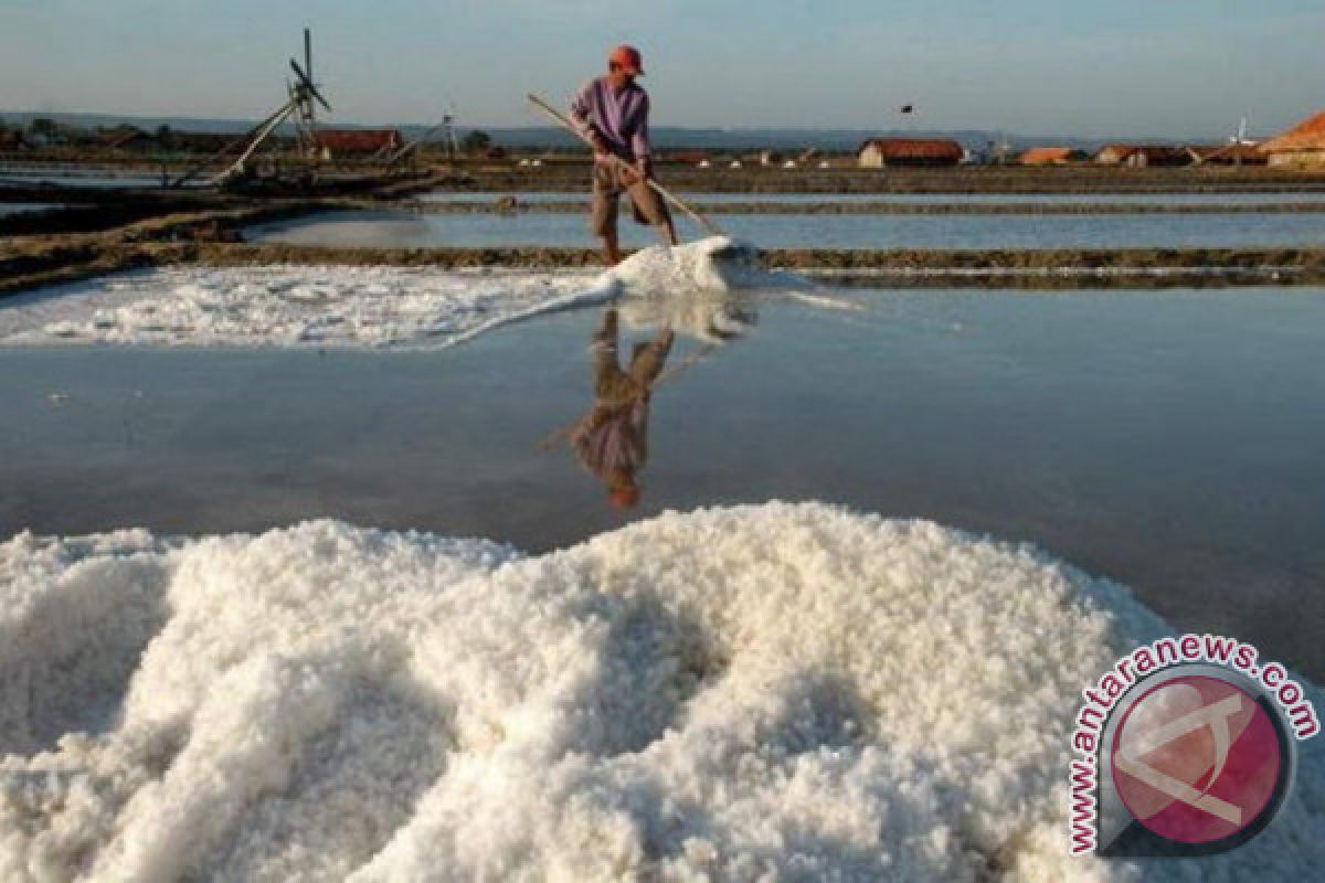 Tiga perusahan investasi garam di Kabupaten Kupang