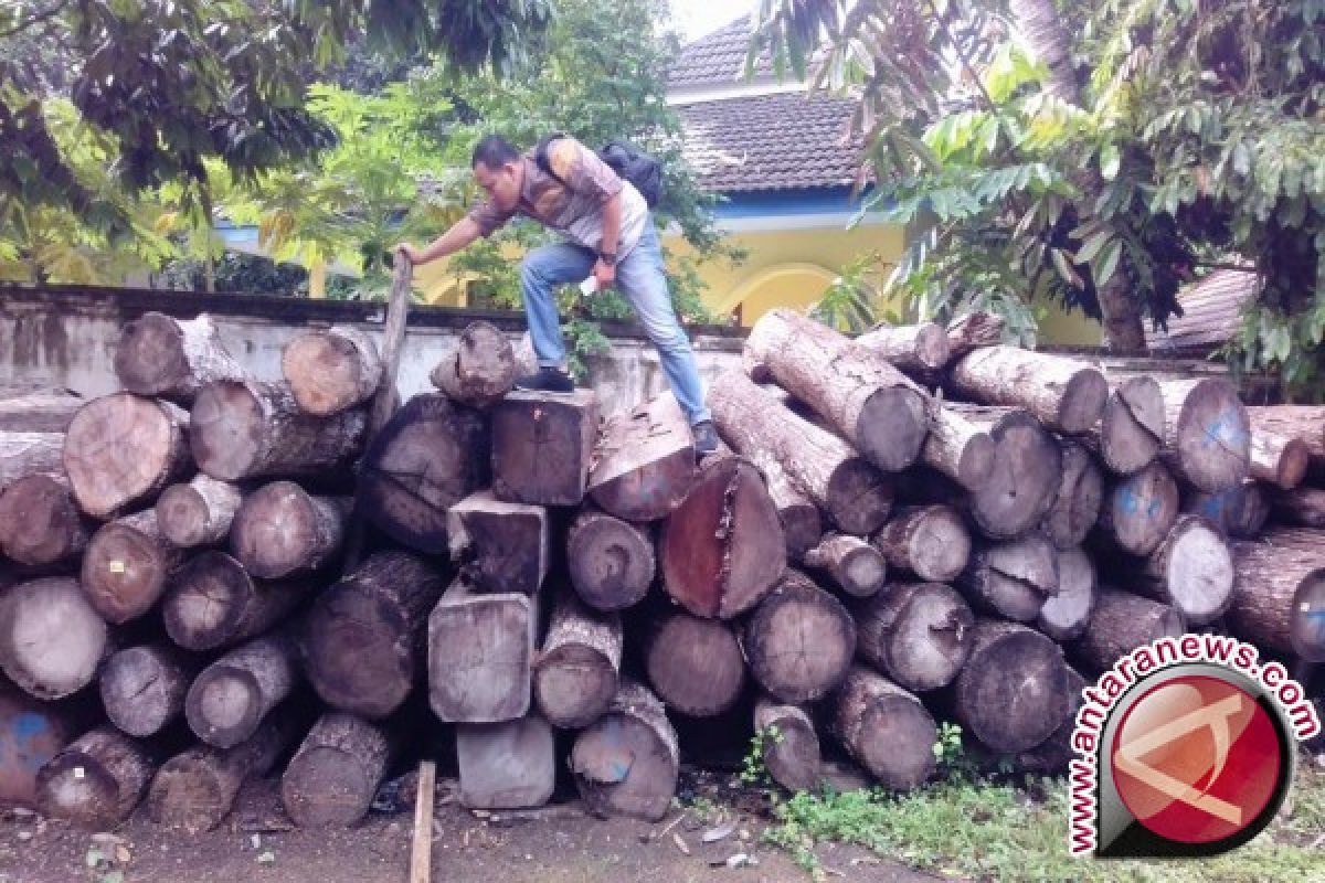 Cukong Kayu Ilegal Kabur Ke Luar Negeri 