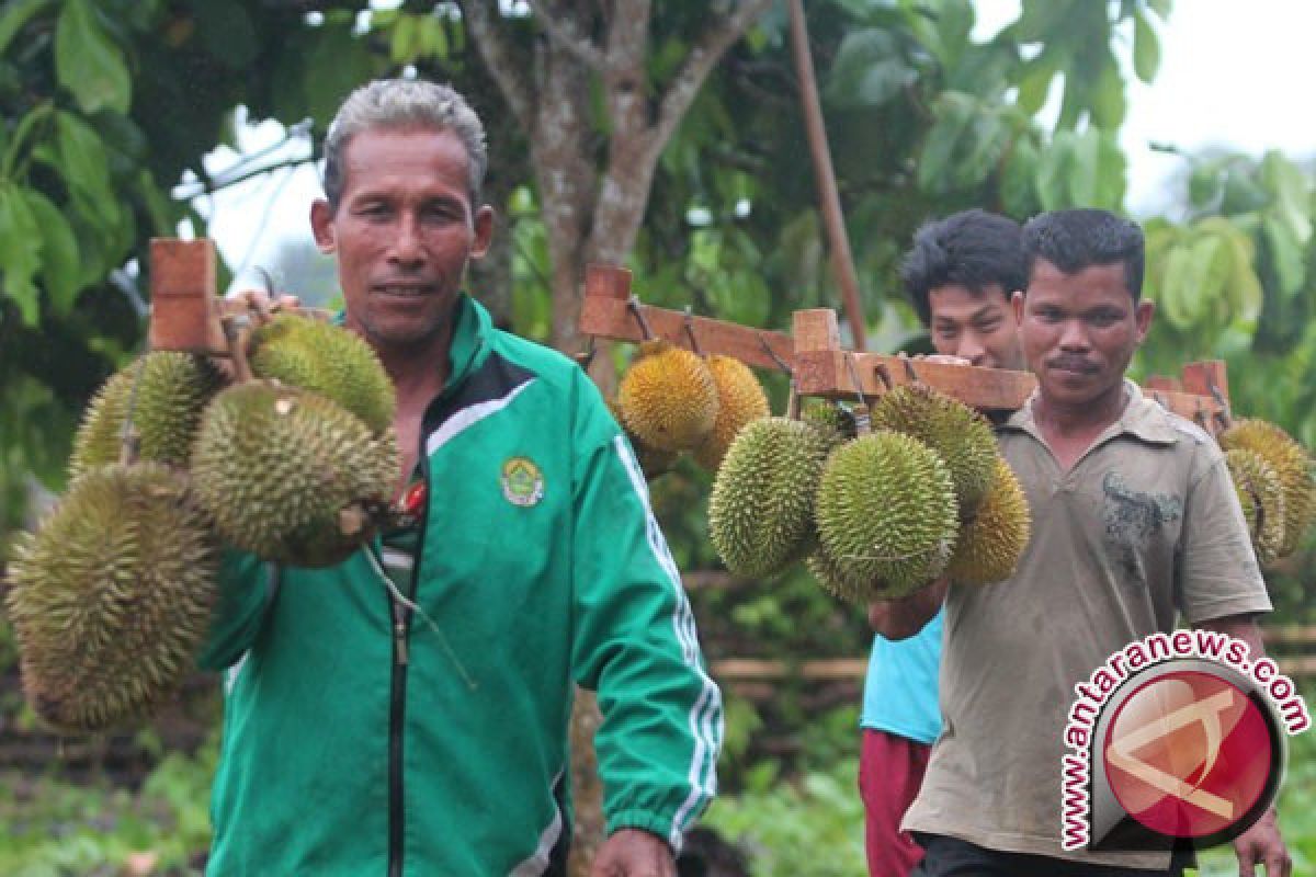 Ilmuwan Mengungkap Asal Bau Tajam Durian