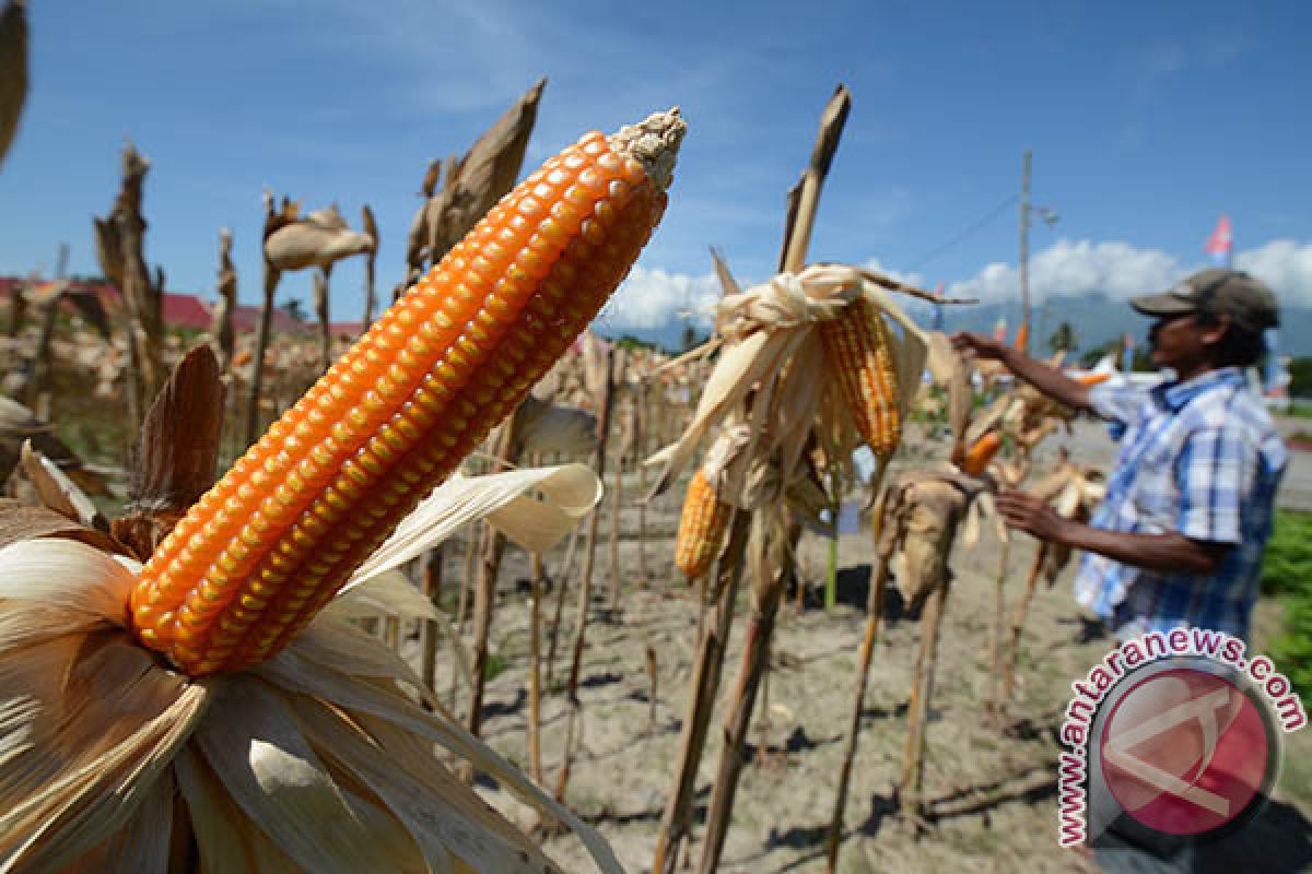 DPRD Kaltim dorong perluasan lahan tanaman jagung