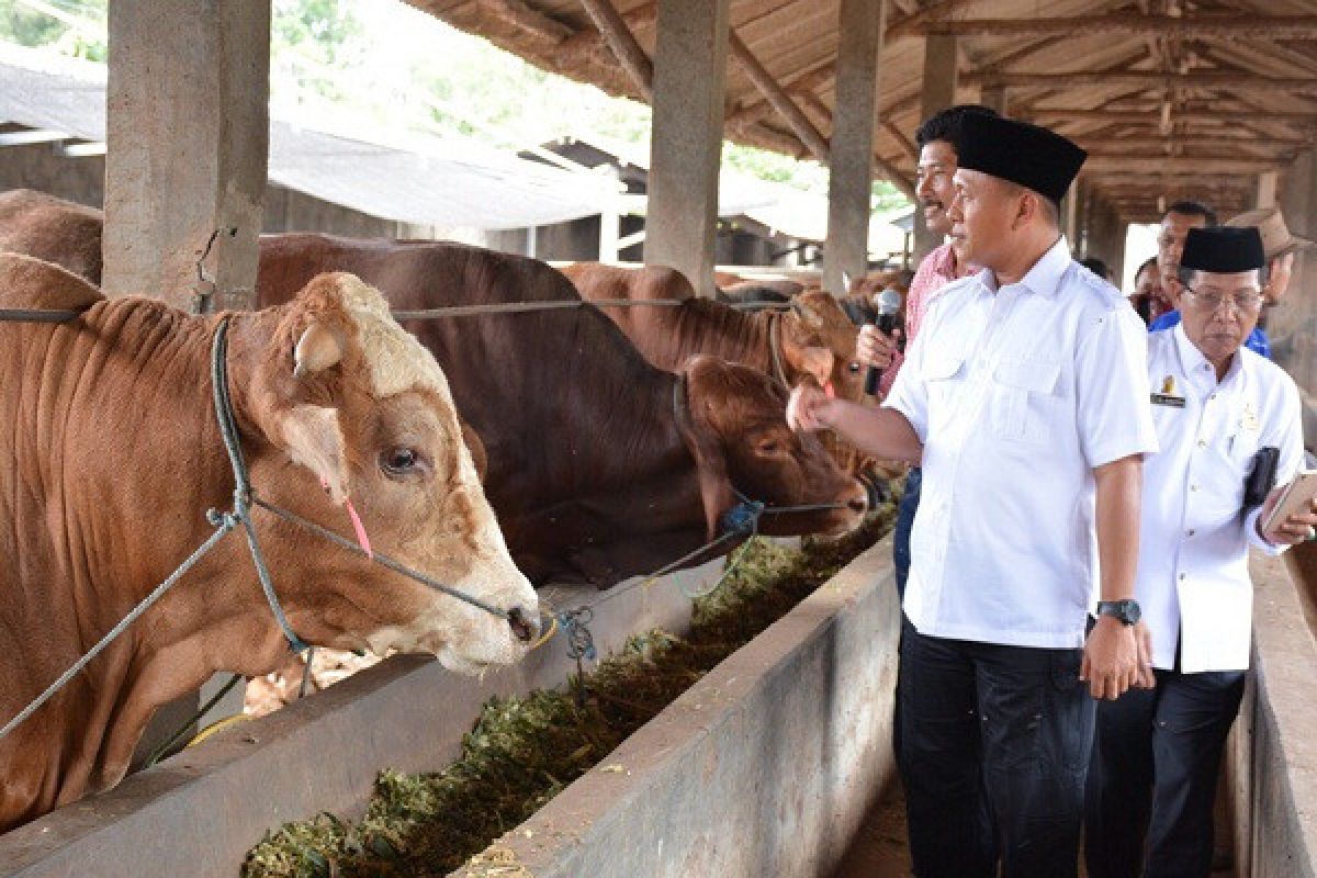 Lampung Tengah Jadi "Pilot Project" Percepatan Sapi Bunting