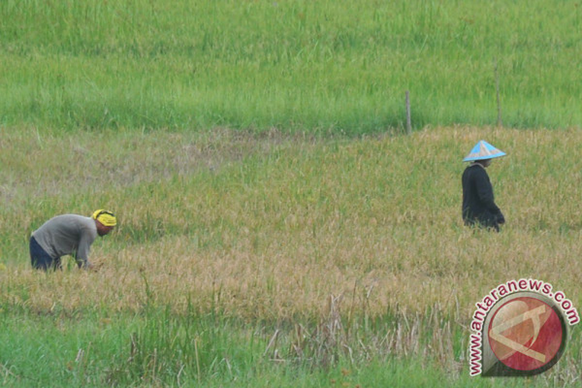 Distan imbau petani asuransikan lahan pertanian