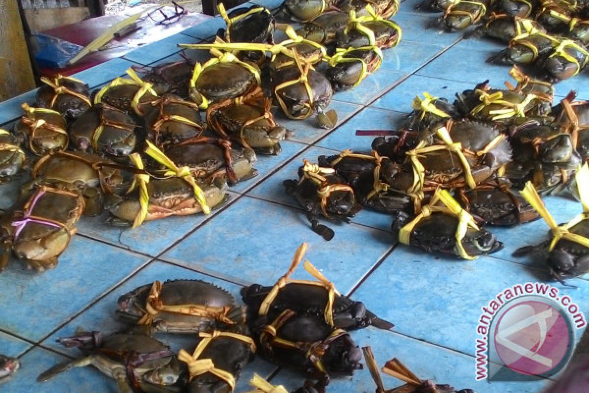 Karantina perikanan Jambi sita belasan ekor kepiting 