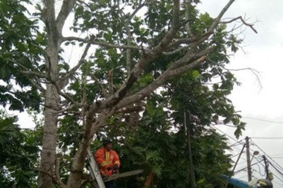 DPKP Tangani Lima Laporan Pohon Rawan Tumbang 