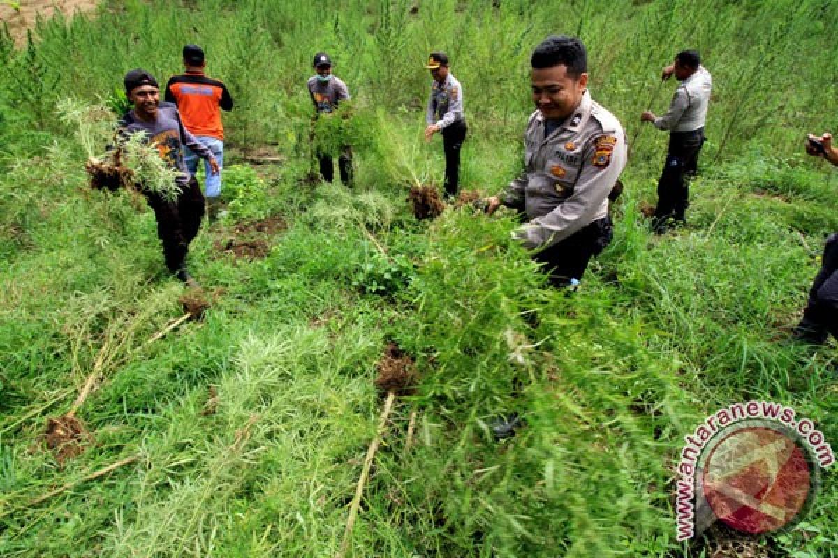 Tim gabungan temukan ladang ganja tujuh hektare