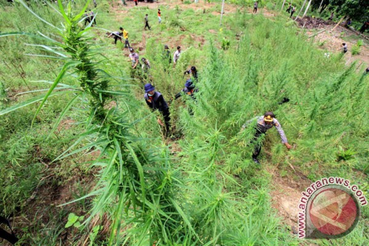 Polda Jambi menyita 43 kg ganja dari Aceh