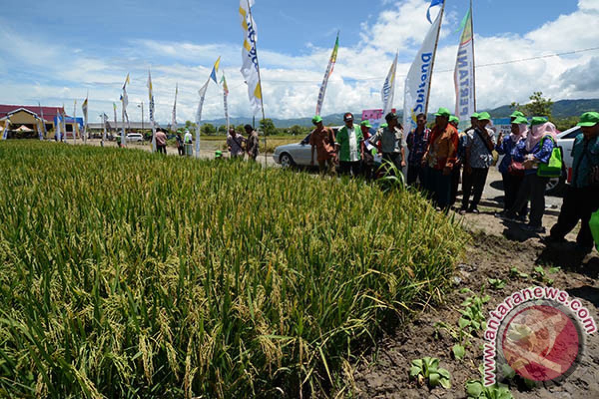 DPKP DIY uji coba varietas Inpari 24 seluas 137 hektare di Gunung Kidul