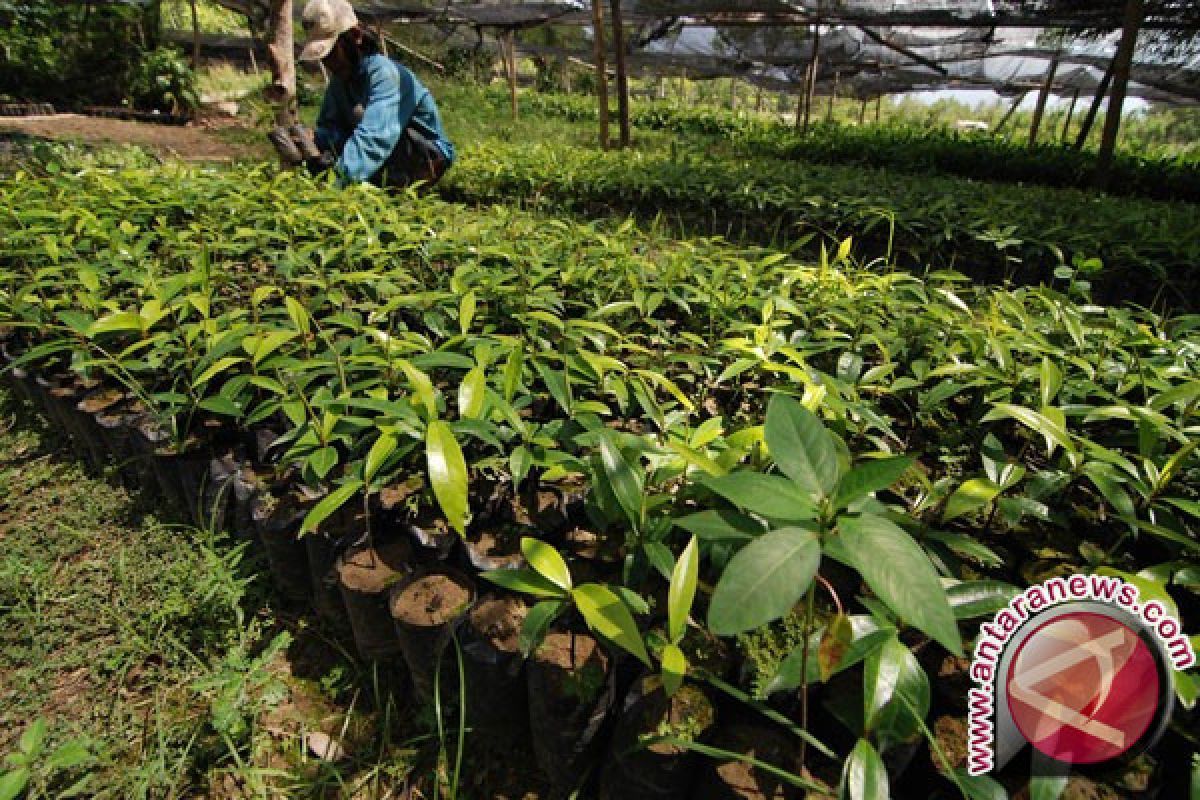 Dinas Perkebunan Sulsel Bagikan Ratusan Ribu Bibit 