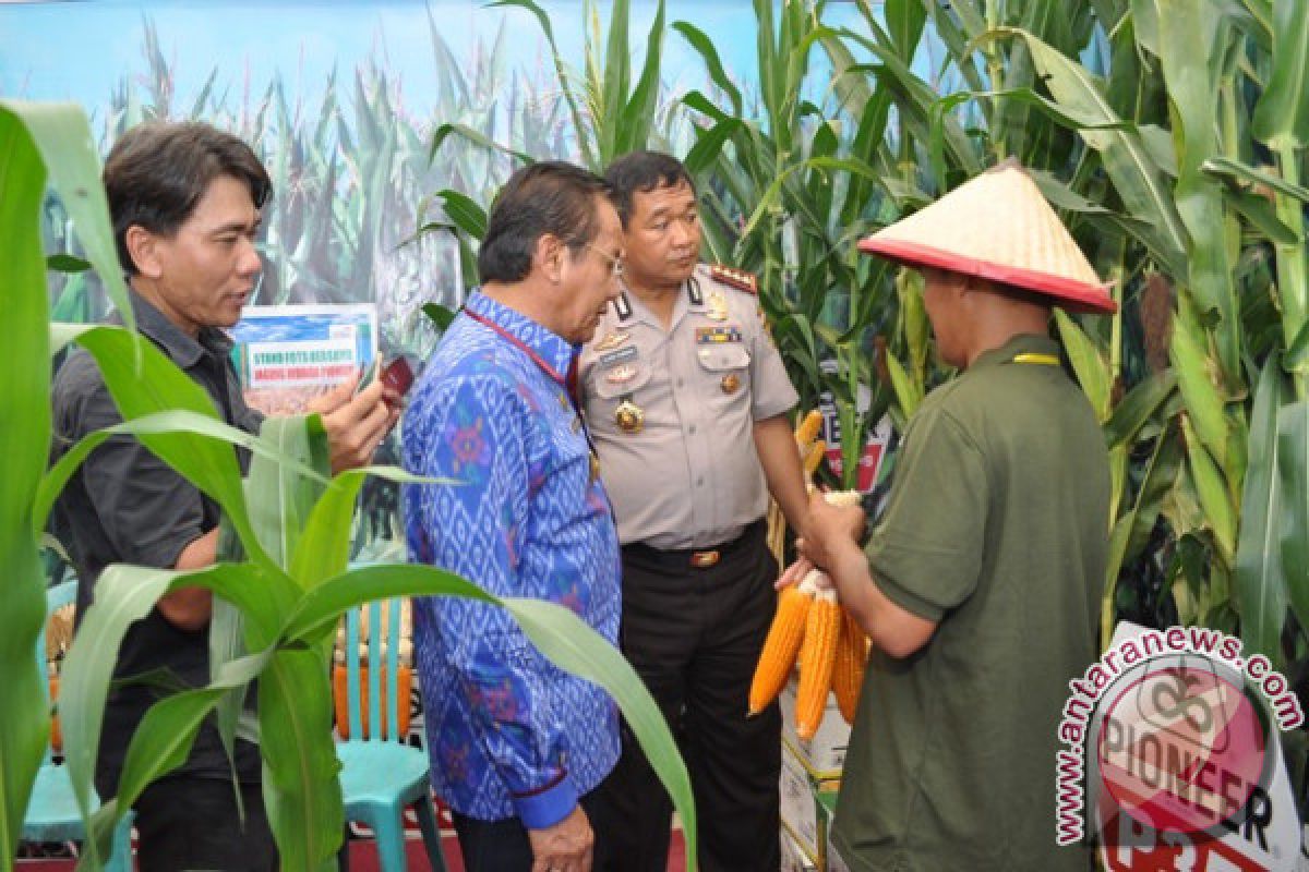 Sulteng Urutan Keempat Penghasil Jagung Di KTI