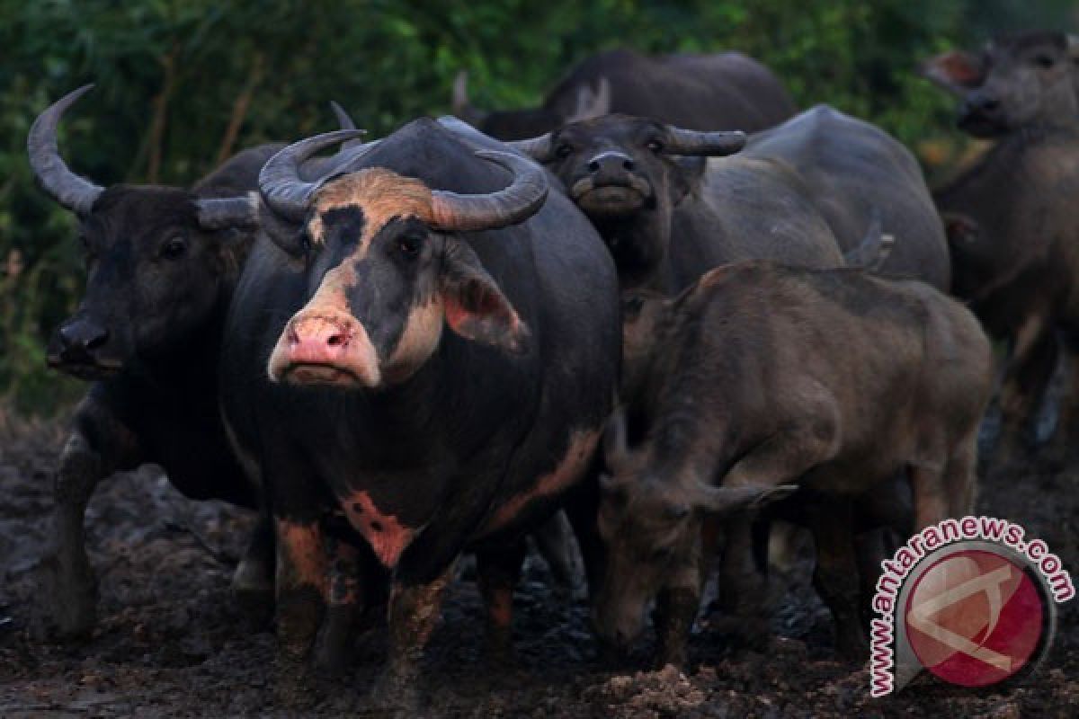 Pawai kerbau semarakkan festival  seni multatuli