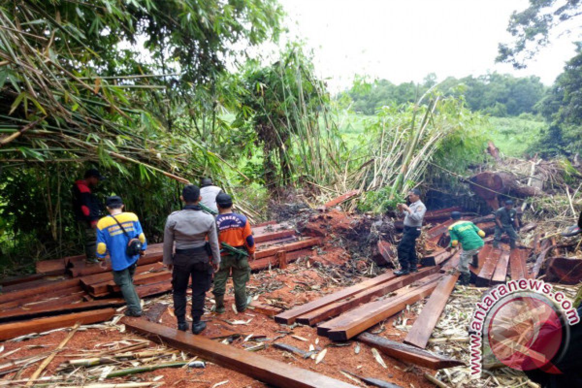 Balai TNGP Amankan Ratusan Batang Kayu Diduga Ilegal 