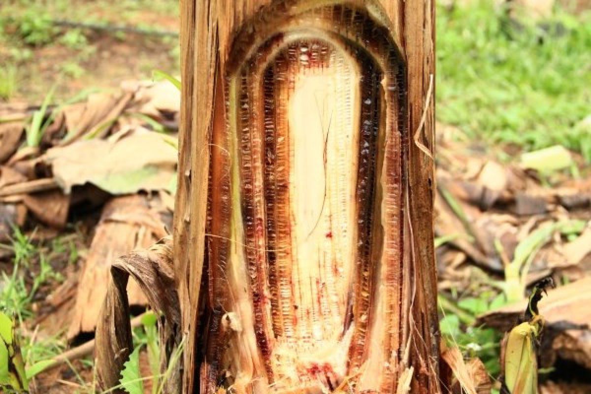 Produksi kertas dari batang pisang