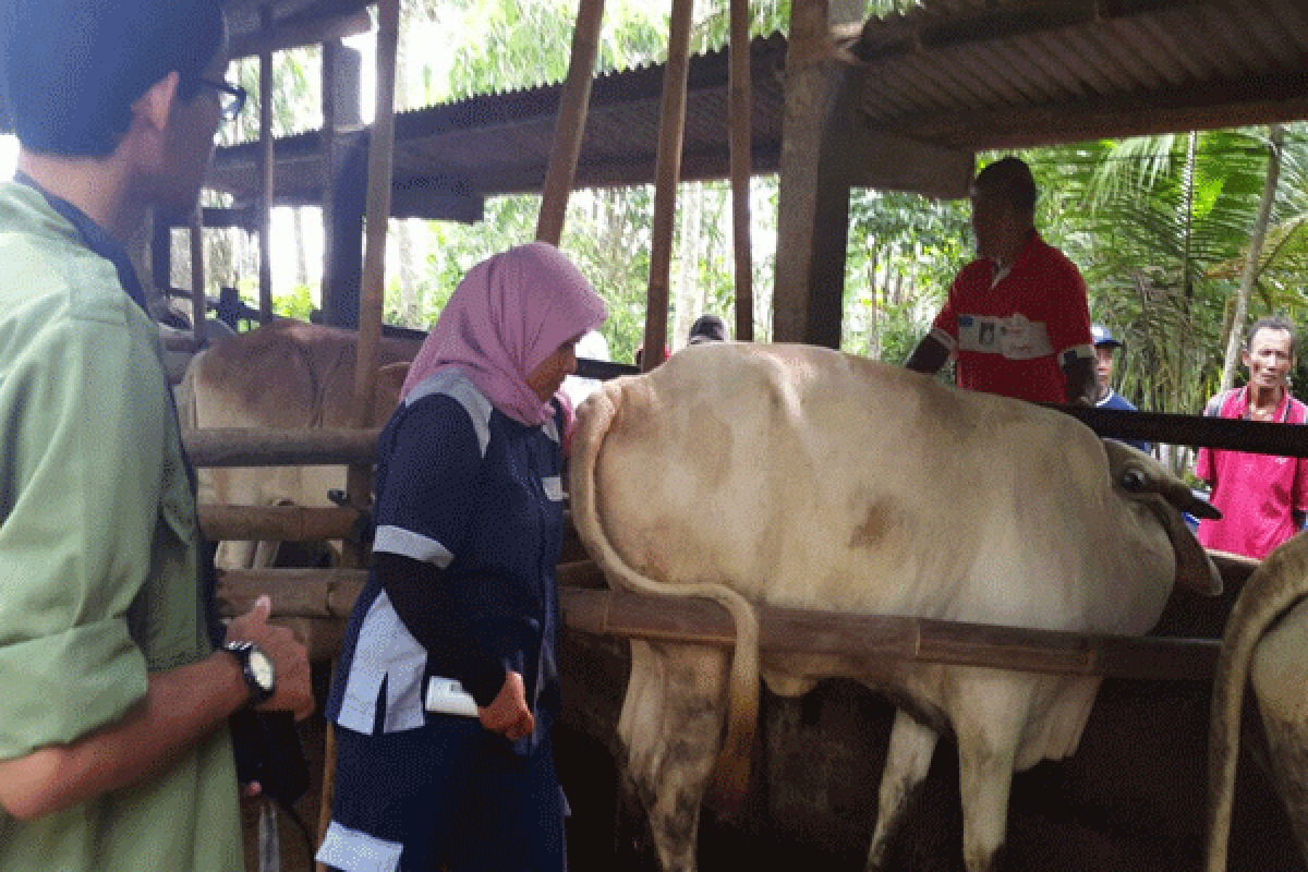 Deteksi dini kebuntingan sapi menggunakan tespack