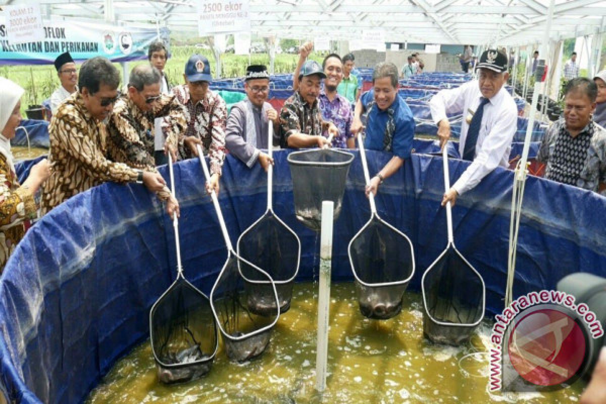 Ponpes MBS panen perdana lele sistem bioflok 