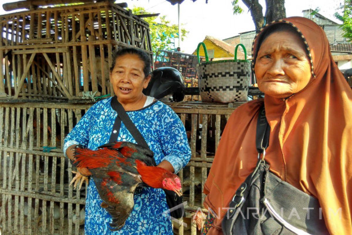 Pedagang: Harga Ayam Jago di Bojonegoro Naik (Video)