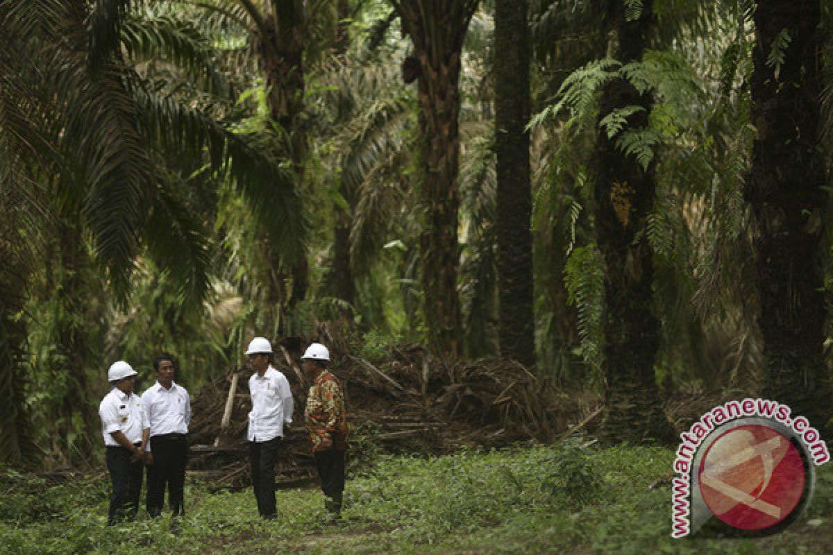 Peremajaan sawit di Musi Banyuasin jadi percontohan nasional