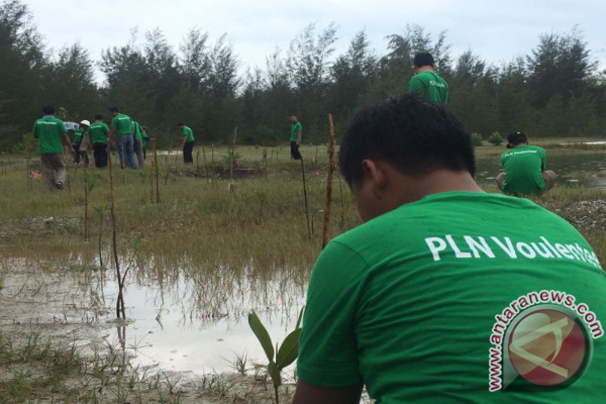 Karyawan PLN Bangka Belitung Hijaukan Lahan Bekas Tambang