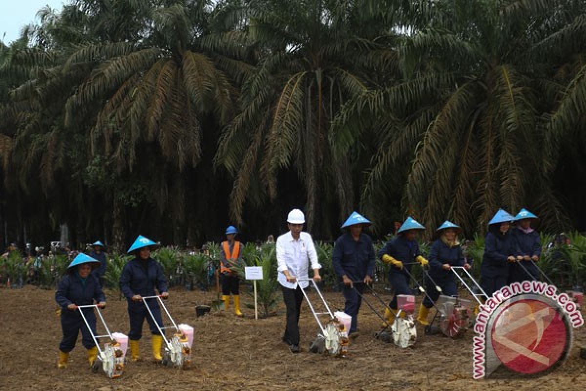 Apkasindo apresiasi dorongan Presiden meremajakan sawit petani