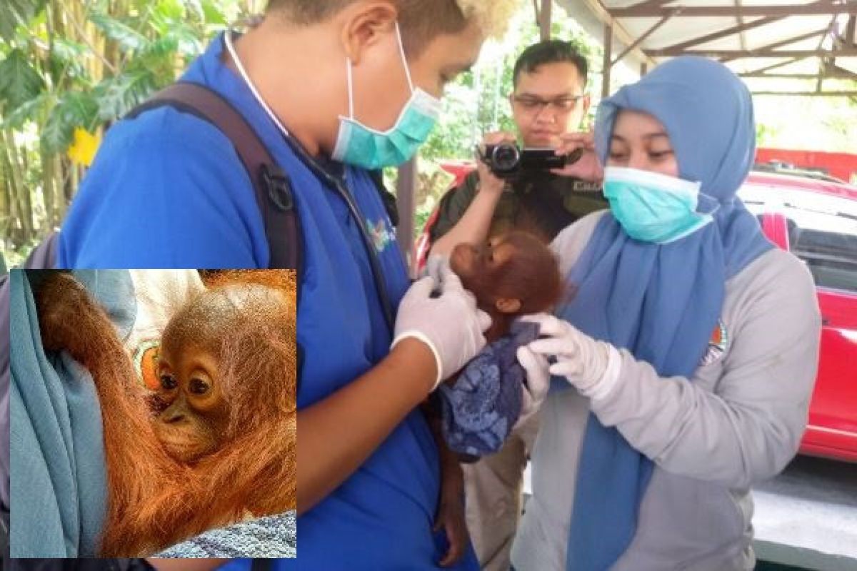 BKSDA Kalteng Terima Dua Bayi Orangutan
