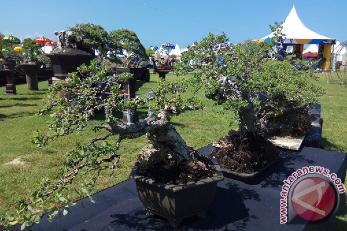 Pameran Pohon Bonsai Sedot Pengunjung NDF 2017