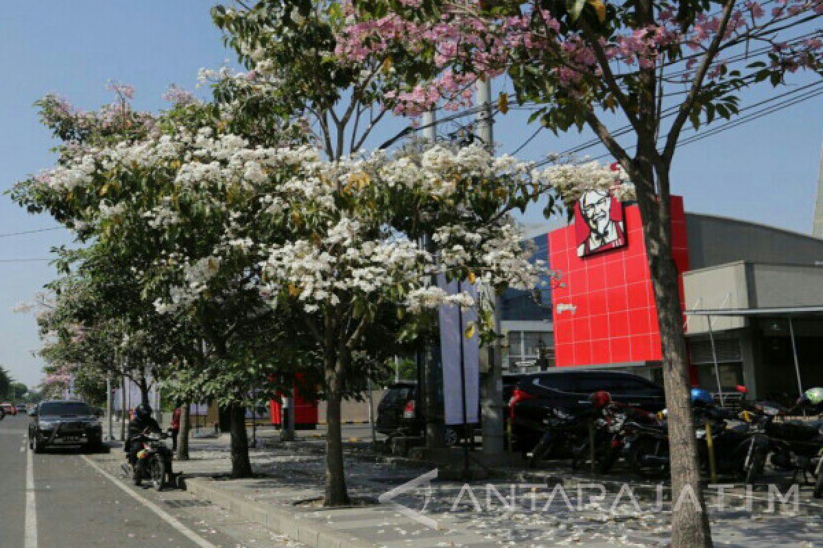 Bunga Tebebuia-Sakura Mekar di Surabaya