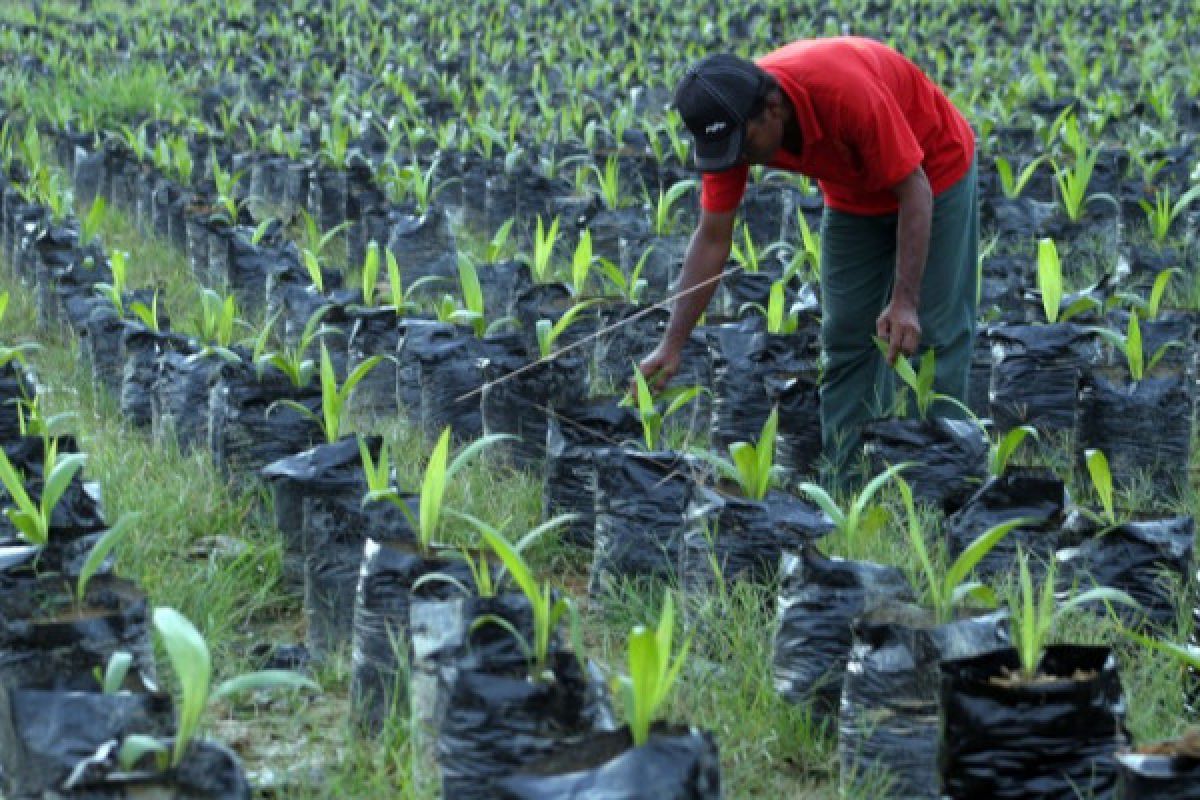 2020, seluruh produksi kelapa sawit harus tersertifikasi, bagaimana nasib petani sawit Seruyan?