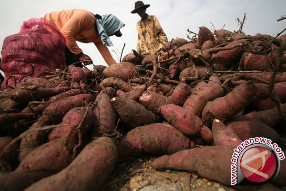 IPB Dirikan Unit Pengolahan Pati dan Tepung Ubi Jalar Di Bogor