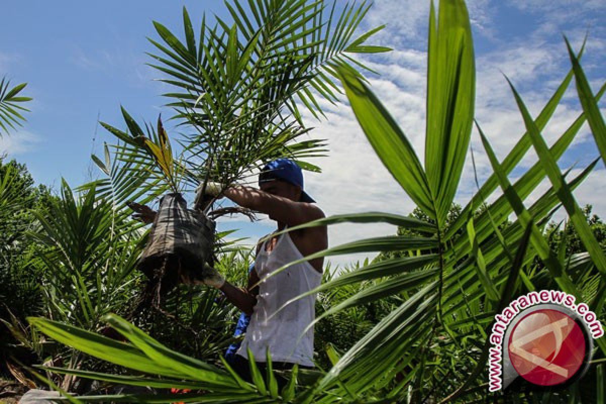 Tekad Gorontalo Mengembalikan Kejayaan Kelapa Indonesia