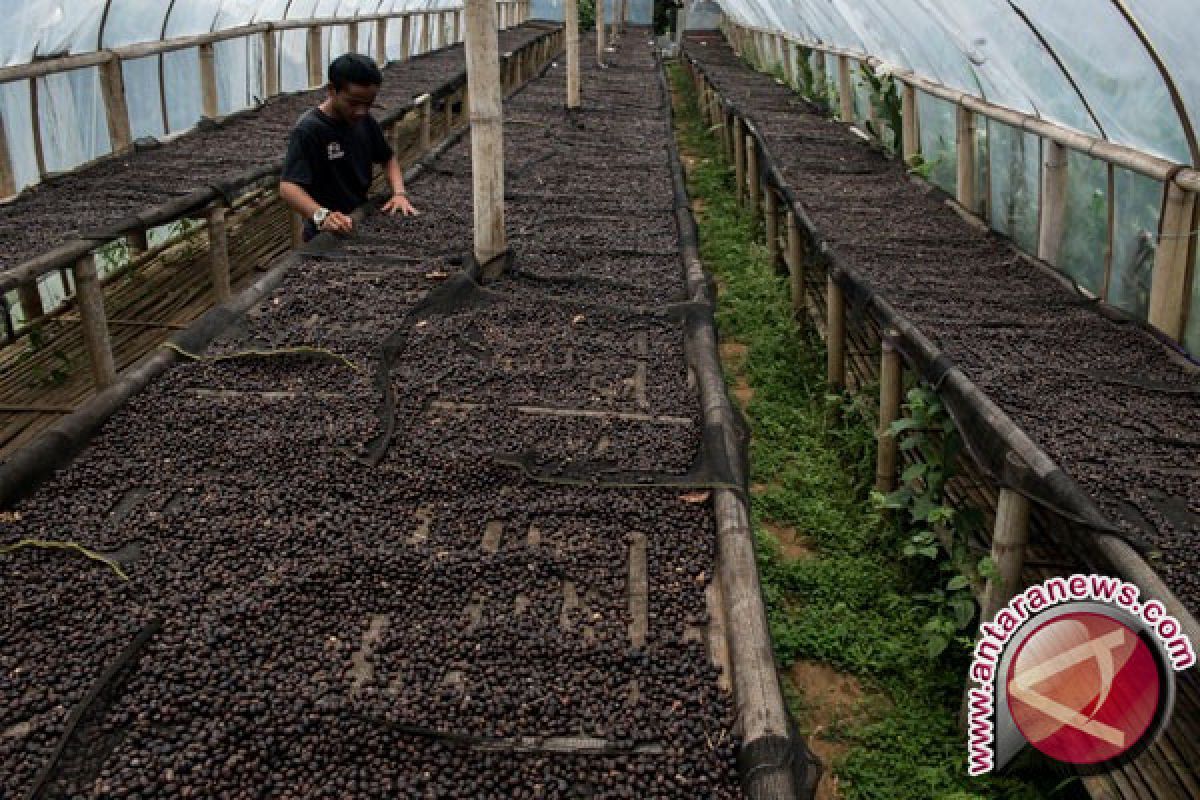 Peneliti IPB Kaji Dampak Perubahan Iklim terhadap Produktivitas Tanaman Kopi 