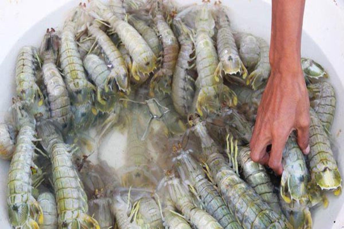 Peneliti IPB Selamatkan Udang Mantis Di Teluk Palabuhanratu