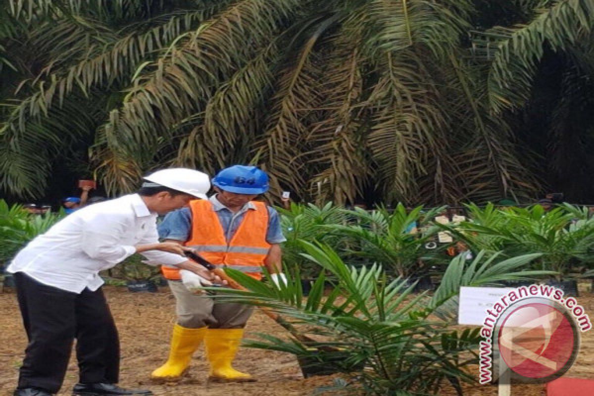 Presiden: Keluarkan Kebun Petani dari Kawasan Hutan