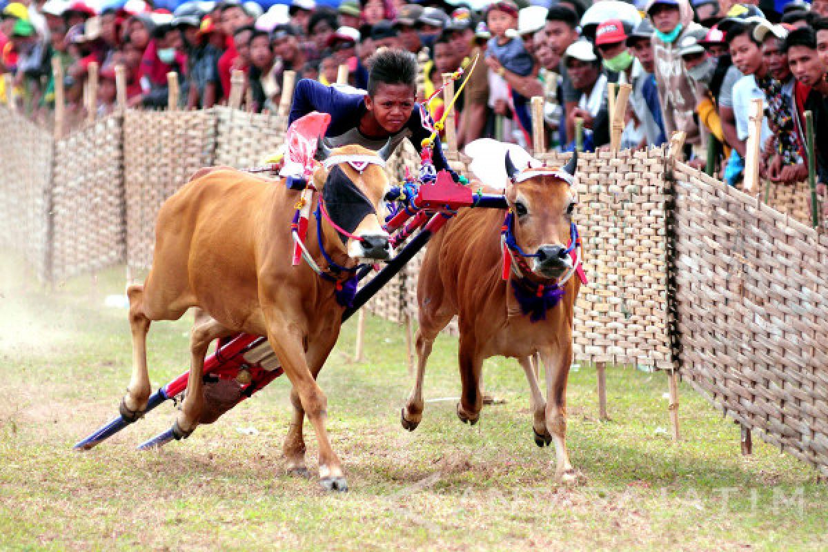 Karapan Sapi 2017 di Madura Menggunakan 