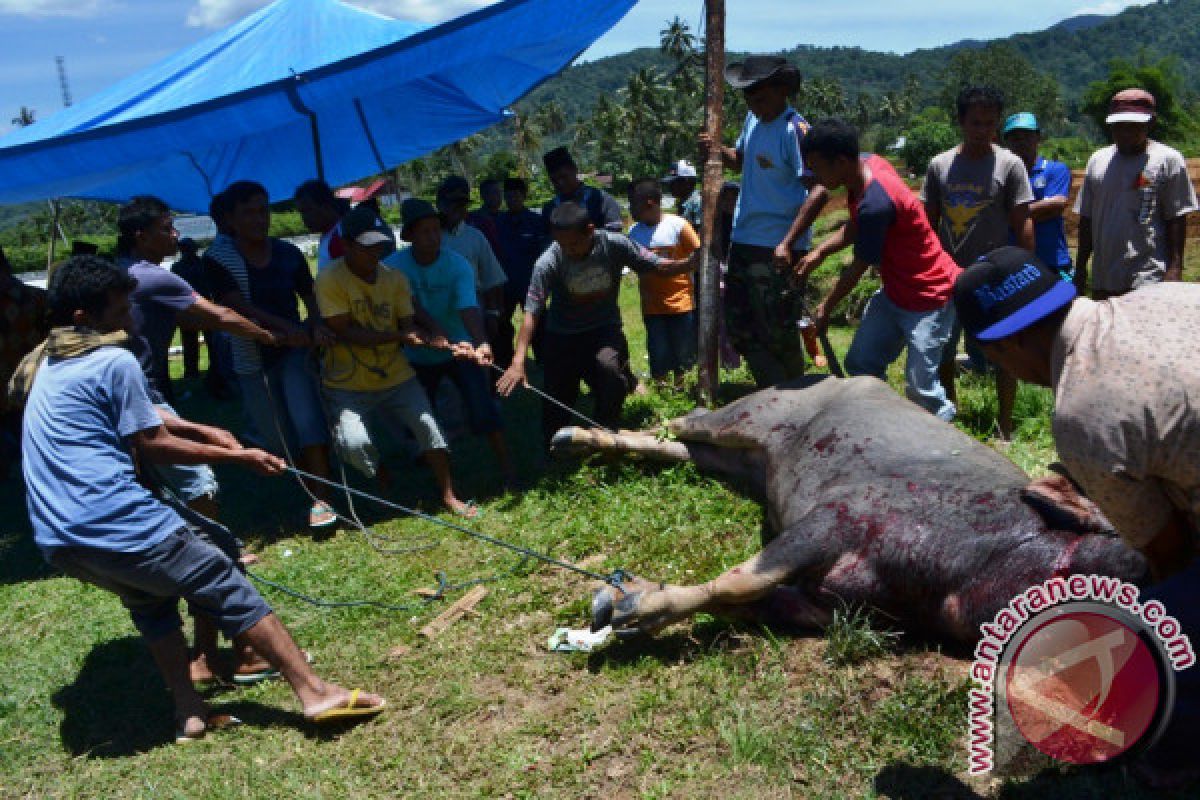 Prosesi Tolak Bala "Mambantai Kabau Nan Gadang" akan Menjadi Suguhan Wisata Solsel