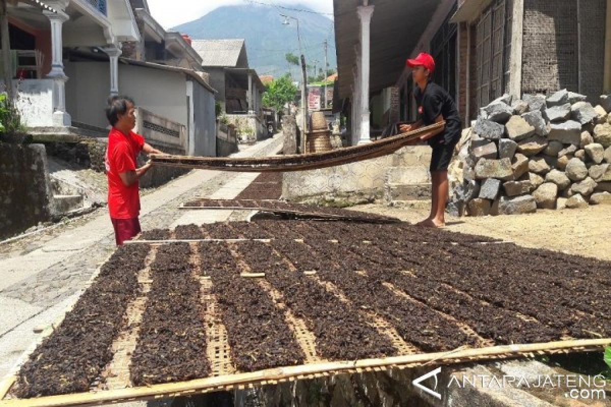 Srintil Tak Keluar Maksimal Karena Terguyur Hujan