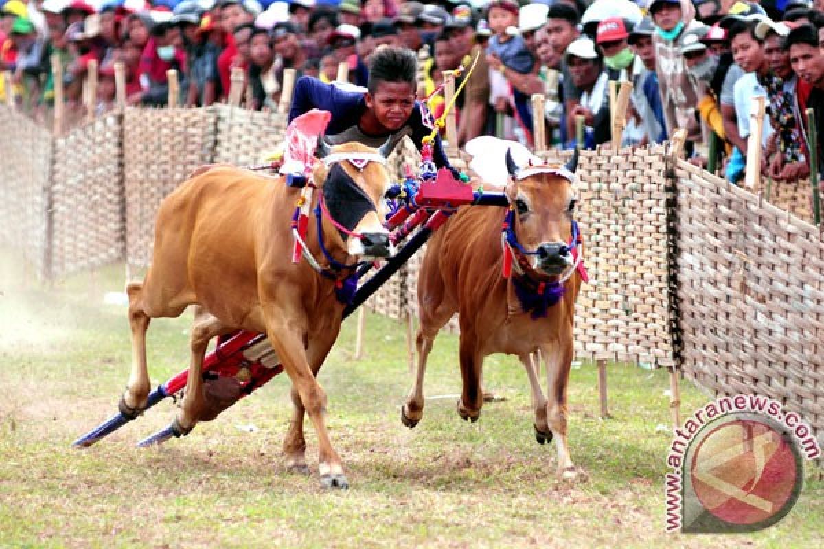 24 pasang sapi kerap bersaing di festival Karapan Sapi Madura