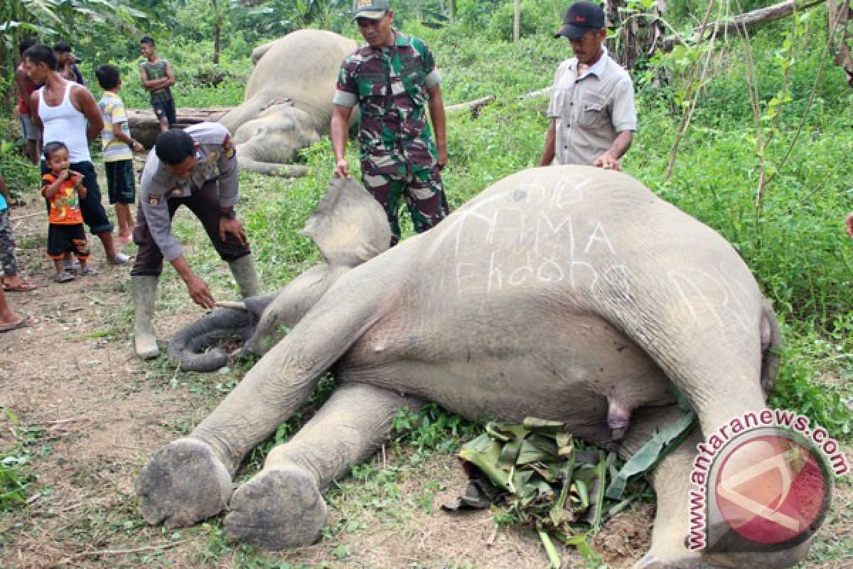 Dua gajah mati tersengat listrik