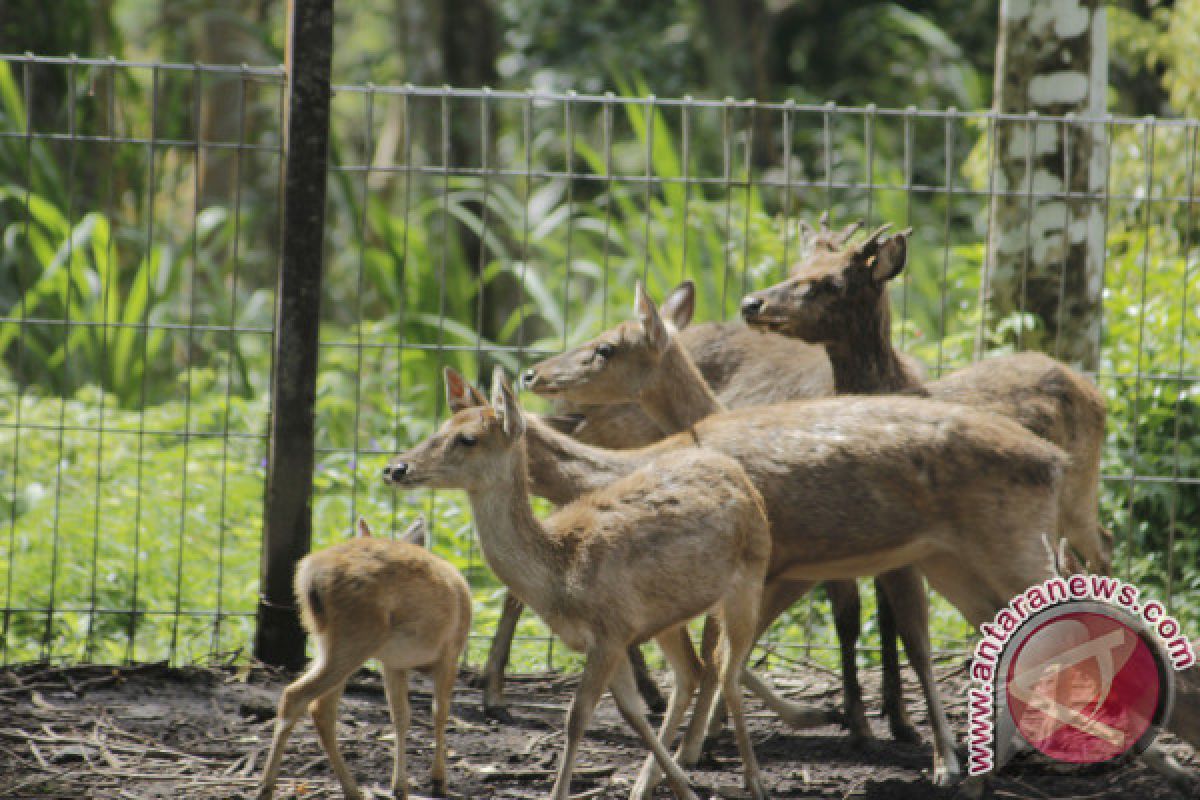 Bali Zoo Evakuasi Rusa Zona Merah Gunung Agung