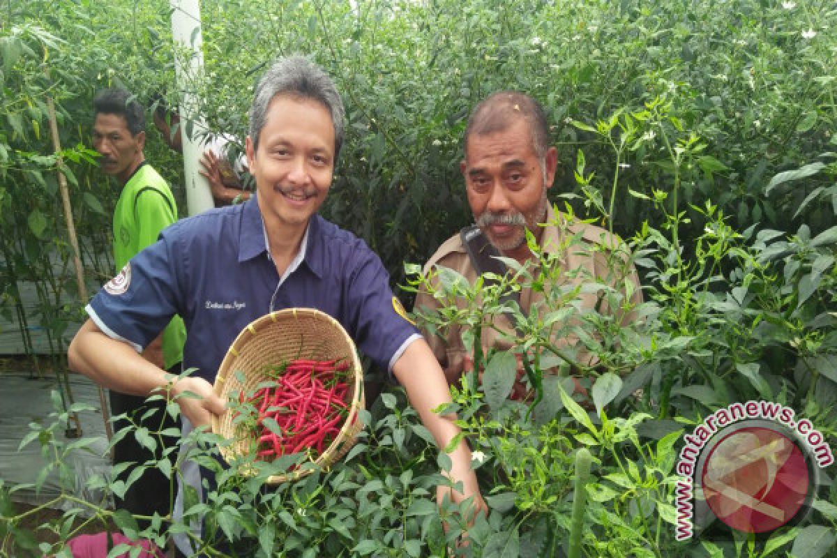 BI NTB Membangun Rumah Bibit Sayur Organik di Lombok Timur