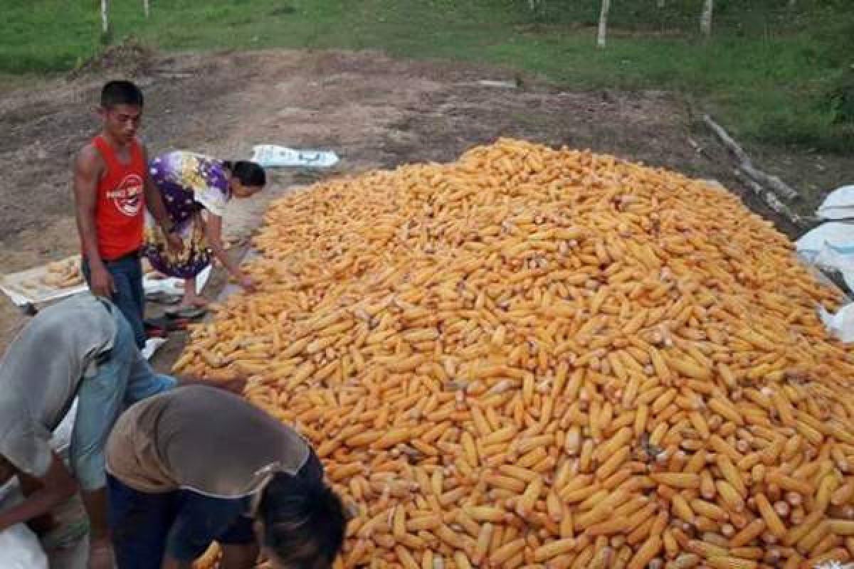 Ini Produksi Jagung Petani Barito Utara Januari-Agustus