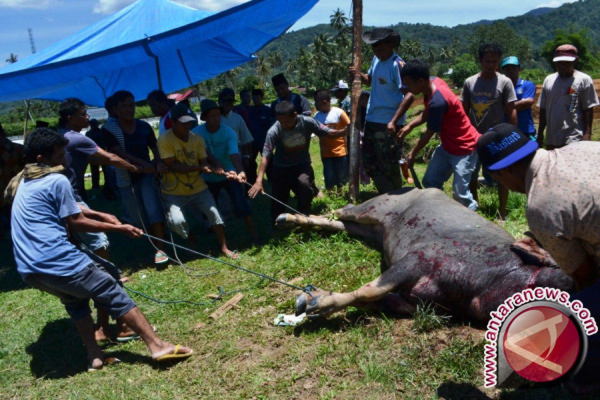 Tradisi "membantai kabau nan gadang" jadi suguhan wisata