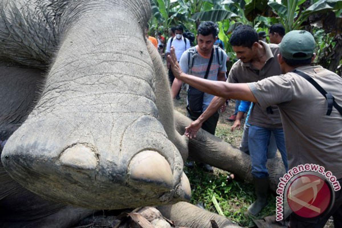 Kementerian LHK investigasi gajah mati di Lombok