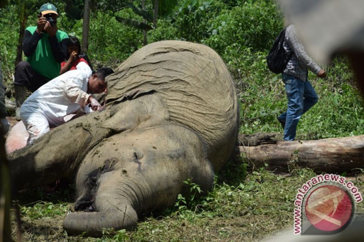 Seekor gajah mati di Aceh, satu gadingnya diambil