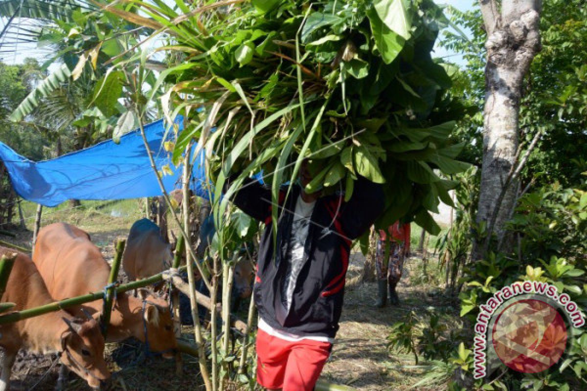 Bupati Karangasem Meninjau Penampungan Sapi Pengungsi