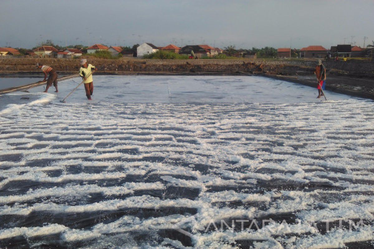 Stok Garam di Kabupaten Probolinggo Dipastikan Aman Selama Masa Pancaroba